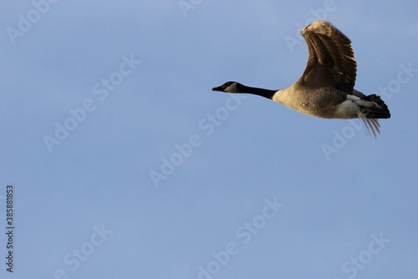 Obraz Canada Goose in flight