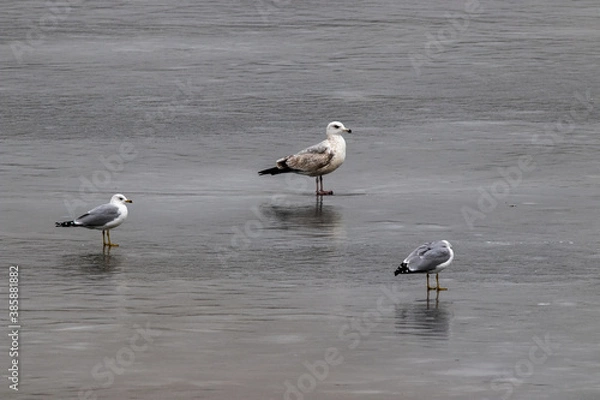 Obraz Seagulls on ice
