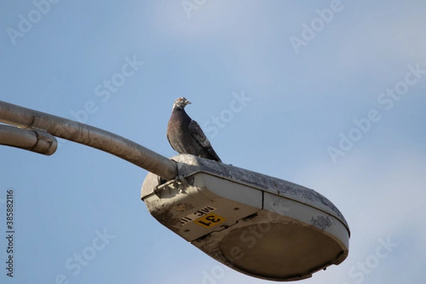 Obraz Pigeon on light post