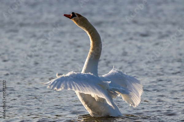 Obraz Swan with open wings