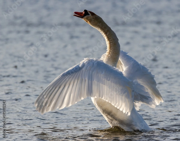Obraz Swan with wings spread