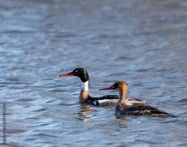 Obraz Red Breasted Merganser pair