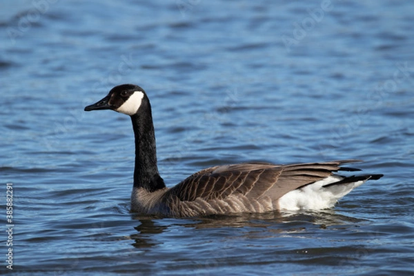 Obraz Canada goose branta canadensis