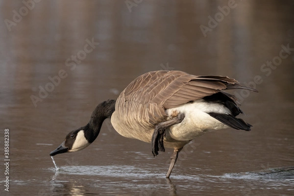 Obraz Drinking Canada Goose