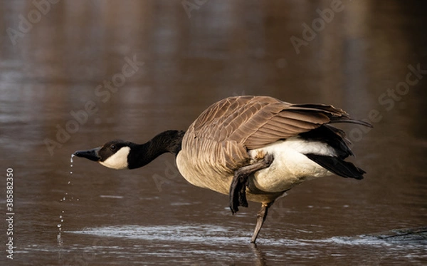 Obraz canada goose drinking