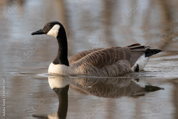 Obraz goose branta canadensis