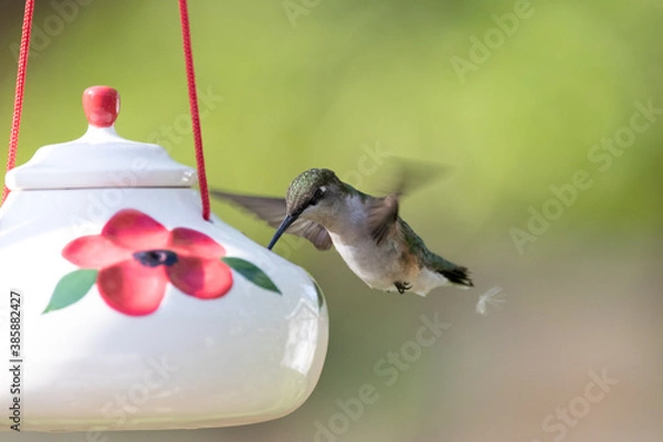 Obraz Feeding Hummingbird