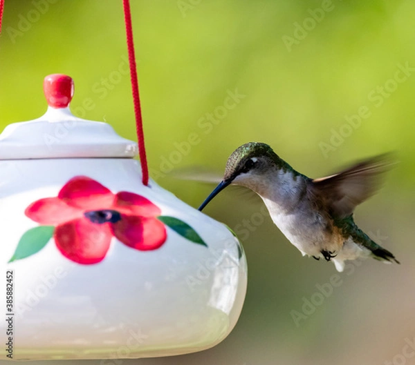 Obraz Hummingbird Feeding 