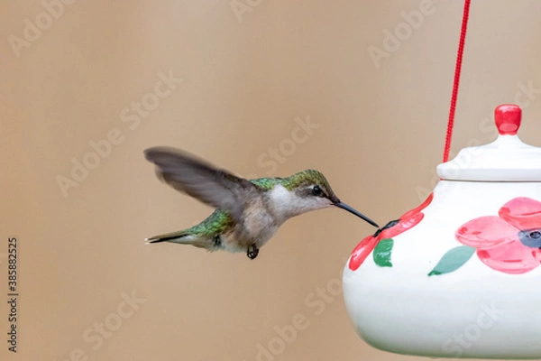 Obraz Hummingbird at Feeder