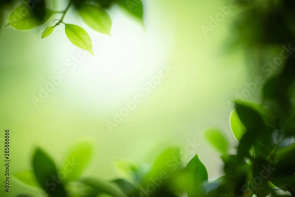 Fototapeta Green leaf for nature background with beautiful bokeh and copy space for text.