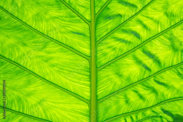 Fototapeta green leaf background