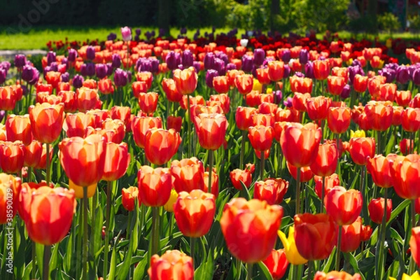 Fototapeta Blooming tulips