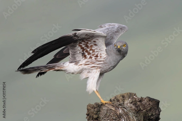 Obraz Aguilucho cenizo