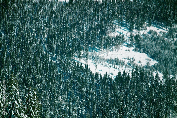 Obraz forest in winter