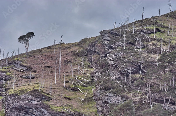 Fototapeta Green tree after forest fire in Ireland. Green tree survives forest fire. Lonely green tree. Lonely green tree on a hill with burnt trees.