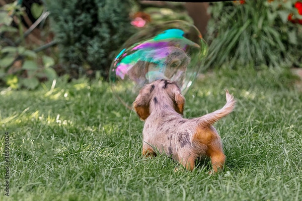 Fototapeta Dachshund puppy on the lawn looking into a big soap bubble