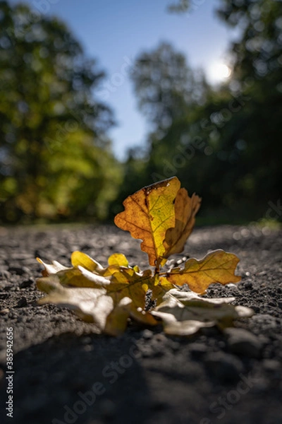 Obraz Close up of a colorful yellow-orange glowing oak leaf which lies on a gravel road surrounded by light-fringed trees and grass in the forest, in the background blue sky