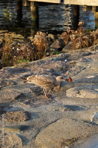 Obraz Eine Möwe dabei einen Krebs zu essen