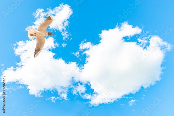 Fototapeta A Black-headed Gull on flying. Larus ridibundus against the sky