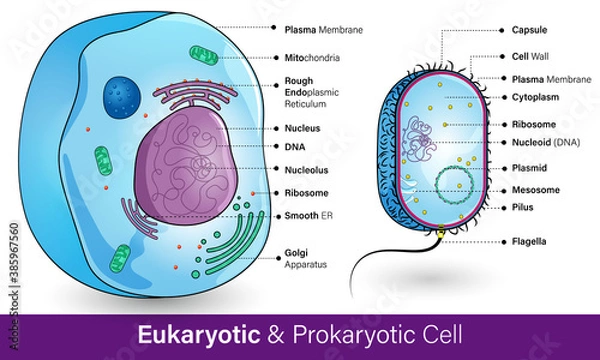 Obraz Prokaryotic vs Eukaryotic cell. difference between animal cell and bacterial cell. Medical diagram. difference between microorganism and human cell vector graphic illustration poster. 