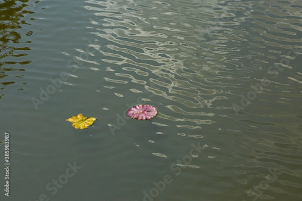 Obraz Schwimmende Blätter