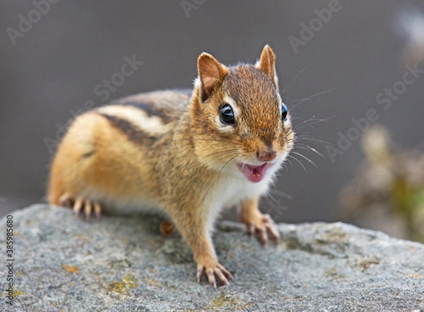 Fototapeta Talking chipmunk on the rocks