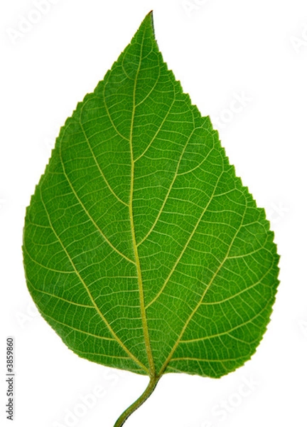 Fototapeta Green leaf isolated on white