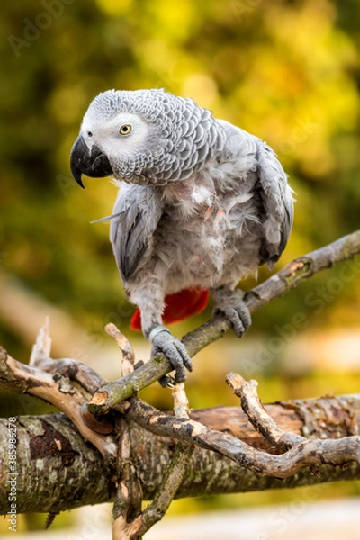 Fototapeta Rescued Self Plucked African Grey Parrot Perched on a Tree Branch