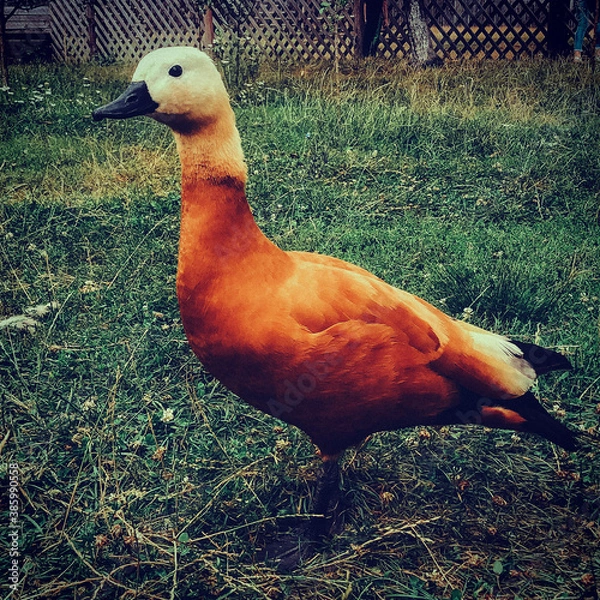 Obraz duck in the park