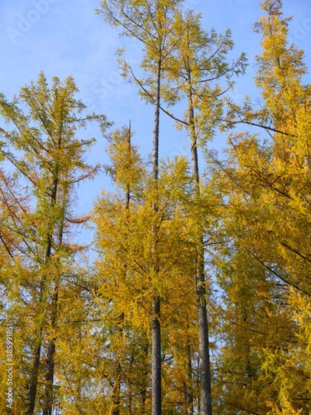 Fototapeta Lärchen in herbstlichen Farben
