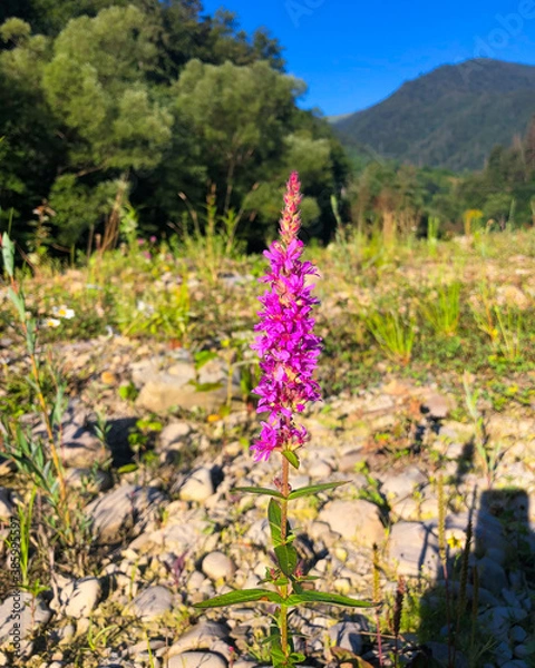 Obraz spring in the mountains