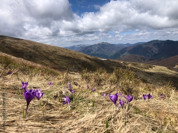 Obraz flowers in the mountains