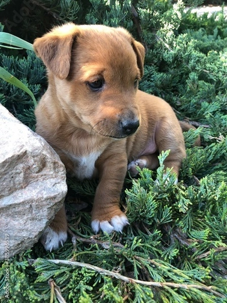 Obraz puppy in the grass