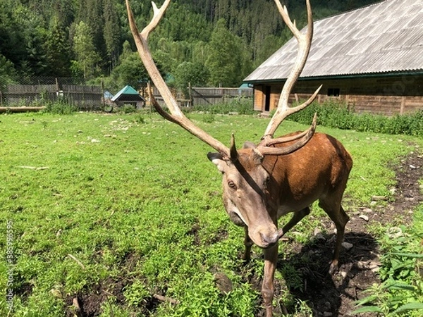 Obraz cow in the field