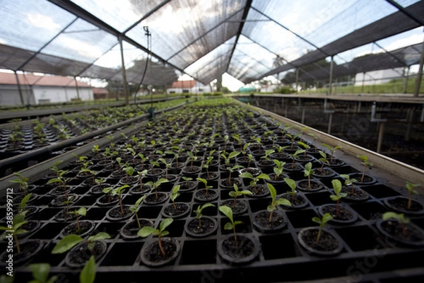 Obraz reforestation tree greenhouses
