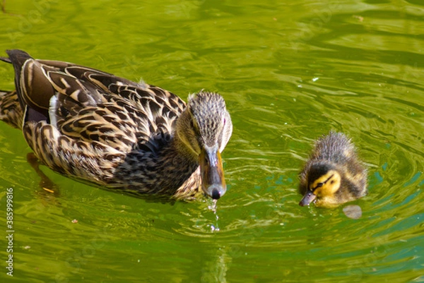 Obraz Childhood with mum