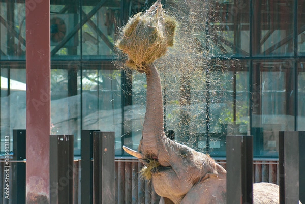 Obraz Elephant in the zoo