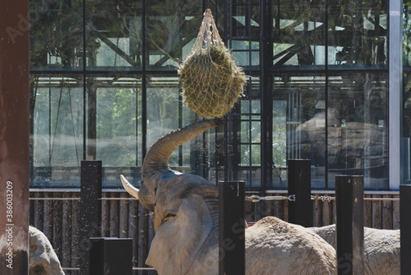 Obraz Elephant grabbing grass