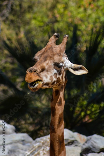Obraz giraffe eating grass