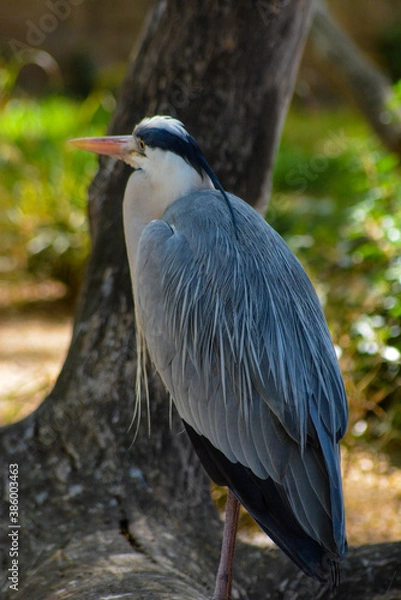Obraz great blue heron