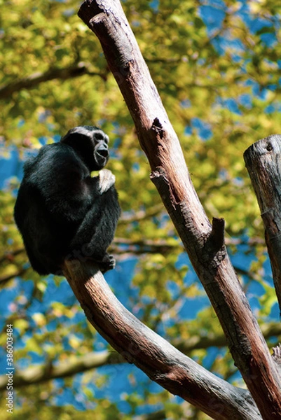 Obraz Monkey on the tree