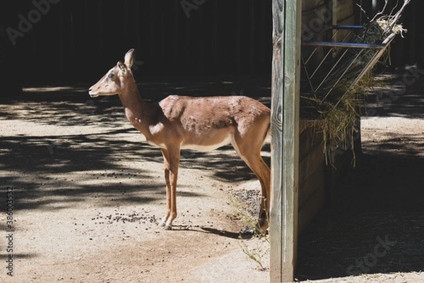 Obraz deer in the zoo