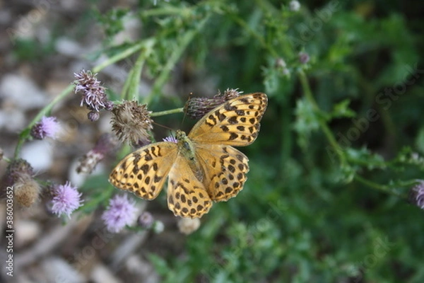 Obraz Smal pear border butterfly on pink flower (Perlmuttfalter)