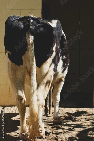Obraz cow in a farm