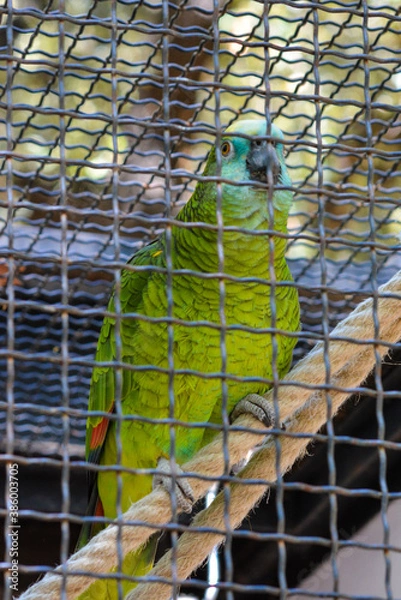 Obraz parrot in cage