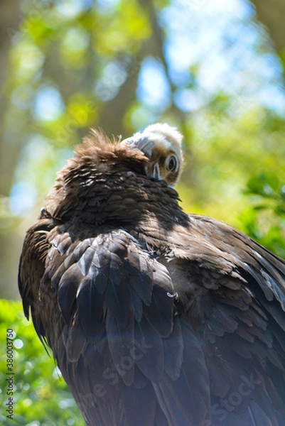 Obraz white tailed eagle