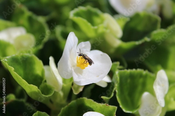 Obraz Tiny wild bee on white garden flower