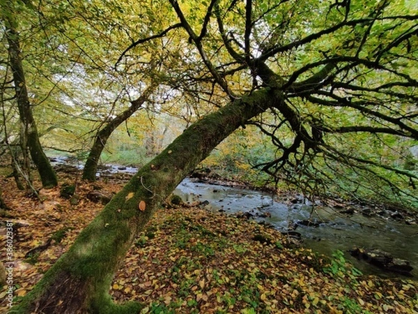 Obraz Small river in autumnal forest