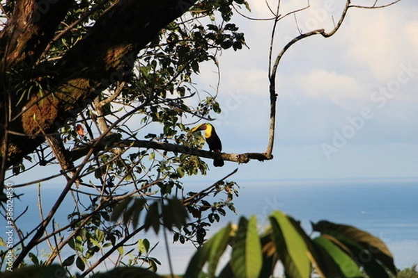 Obraz Toucan on tree before ocean