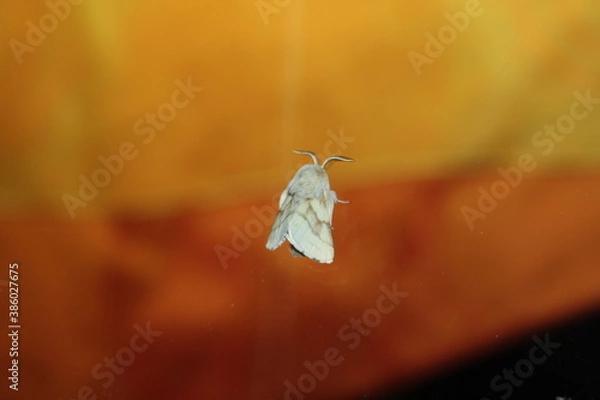 Obraz eggar moth (Glucke) on window